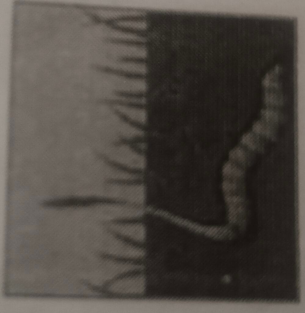 SEE Practice Model Set 1