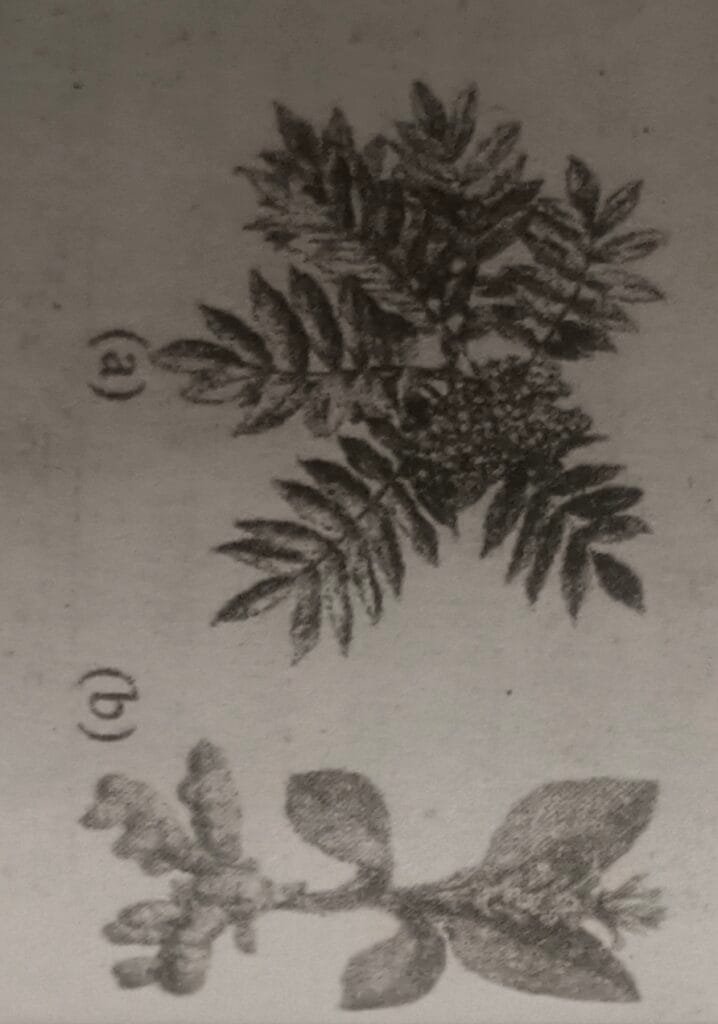 SEE Practice Model set 1