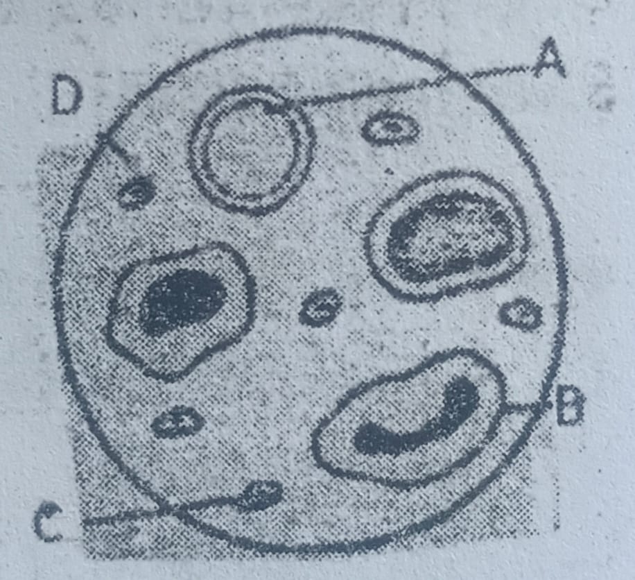 SEE Practice Model Set 4