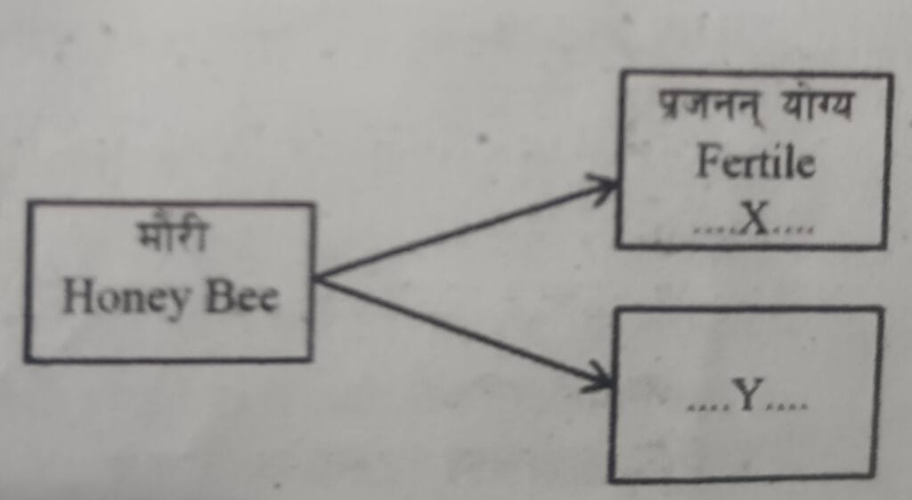 SEE Practice Model Set 2