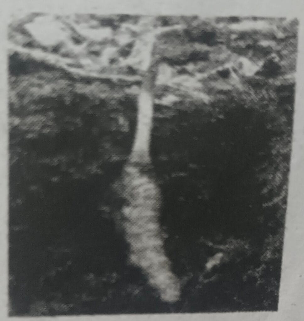 SEE Practice Model Set 2