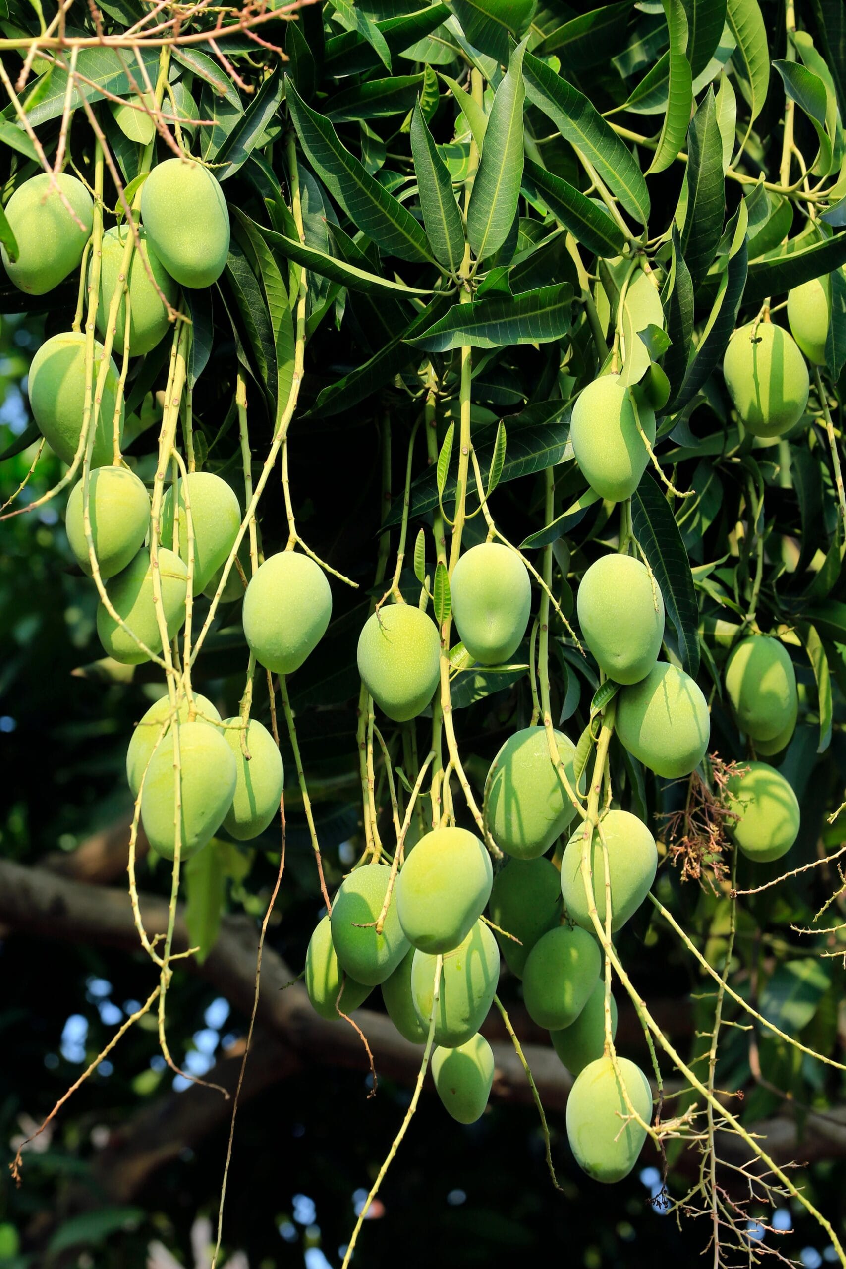 why mango is called king of fruits